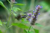 Broad-tailed Hummingbird