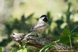 Black-capped Chickadee