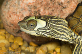 <i>Graptemys nigrinoda</i><br><b>Black-knobbed Map Turtle</b>