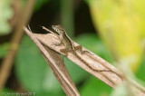 <i>Anolis gundlachi</i><br>Blue-eyed Anole
