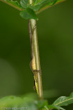 <i>Anolis krugi</i><br>Montane Grass Anole