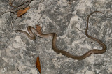 <i>Borikenophis portoricensis prymnus</i><br>Southern Puerto Rican Racer