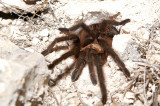<i>Aphonopelma hentzi</i><br>Texas Brown Tarantula