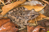 <i>Lithobates sphenocephalus utricularius</i><br>Southern Leopard Frog