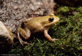 <i>Lithobates virgatipes</i><br>Carpenter Frog