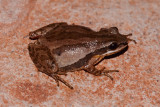 <i>Pseudacris fouquettei</i><br>Cajun Chorus Frog
