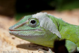 <i>Anolis garmani</i><br>Jamaican Giant Anole