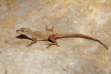 <i>Anolis sagrei</i><br>Brown Anole