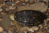 <i>Graptemys versa</i><br><b>Texas Map Turtle</b>