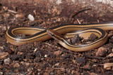 <i>Coniophanes schmidti</i><br>Peninsular Black-striped Snake