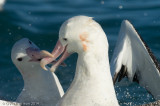 Gibsons (Wandering) Albatross