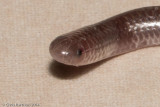 <i>Rena dulcis</i><br>Texas Threadsnake