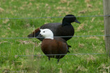 Paradise Shelduck