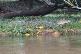 <i>Caiman crocodilus fuscus</i><br>Spectacled Caiman