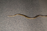 &#60;i&#62;Liasis fuscus&#60;/i&#62;&#60;br&#62;Water Python&#60;br&#62;
