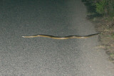 &#60;i&#62;Liasis fuscus&#60;/i&#62;&#60;br&#62;Water Python&#60;br&#62;