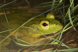 <i>Lithobates catesbeianus</i><br>American Bullfrog