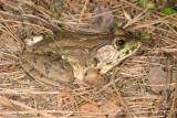 <i>Lithobates clamitans clamitans</i><br>Bronze Frog