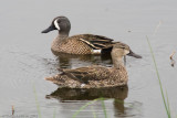 Blue-winged Teal<br>male and female
