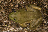 <i>Lithobates catesbeianus</i><br>American Bullfrog