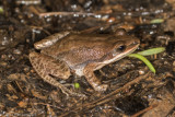 <i>Pseudacris fouquettei</i><br>Cajun Chorus Frog