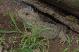 <i>Sphenodon punctatus</i><br>Tuatara