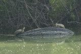 <i>Kinosternon flavescens</i><br>Yellow Mud Turtle