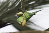 Yellow-chevroned Parakeet