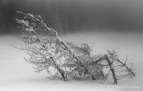 Aspen Trees Bent by the Storm