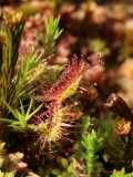 Rundbladet Soldug (Drosera rotundifolia)