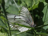 Sortåret Hvidvinge (Aporia crataegi)