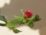 Middagshjerte [Apetenia cordifolia]