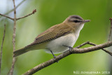 Red-eyed Vireo