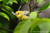 Blue-winged Warbler