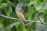 Great-crested Flycatcher