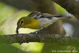 Yellow-throated Vireo