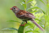 Field Sparrow