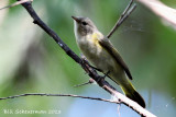 American Redstart