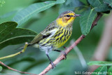 Cape May Warbler