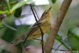 Blackpoll Warbler