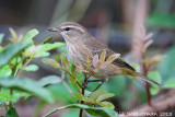 Palm Warbler