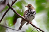 Ovenbird