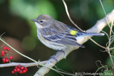 Yellow-rumped Warbler