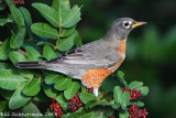 American Robin