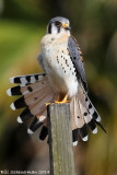 American Kestrel