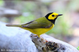 Hooded Warbler