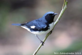 Black-throated Blue Warbler