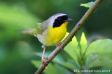 Common Yellowthroat