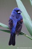 Blue Grosbeak