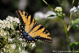 Eastern-Tiger Swallowtail